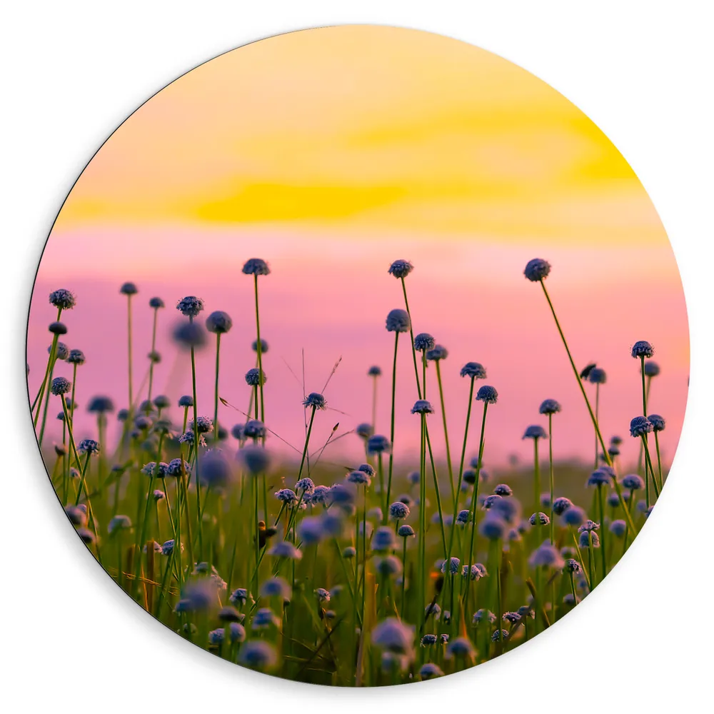 Dibond Muurcirkel - Bloemenveld Vol Paarse Knopjes Bloemen