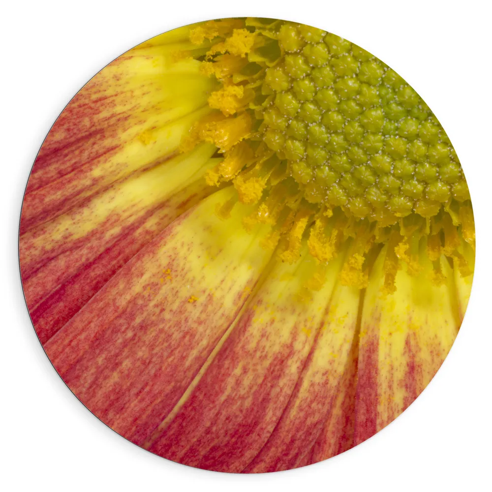 Dibond Muurcirkel - Close-up van Gele Stamper van Rode Bloem