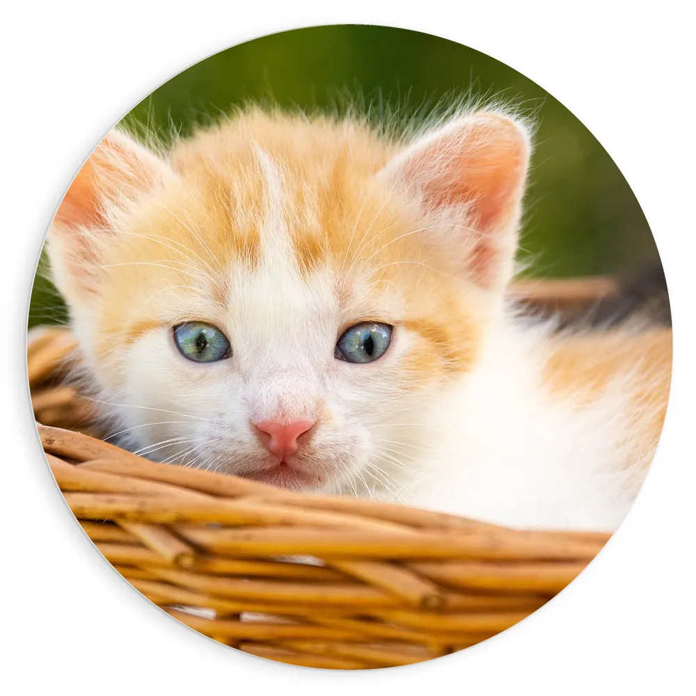 Dibond Muurcirkel - Kleine Roodharige Kitten in Rieten Mandje