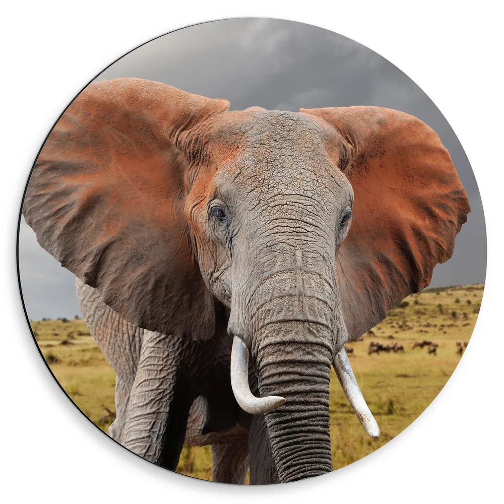 Dibond Muurcirkel - Olifant met Grote Oren