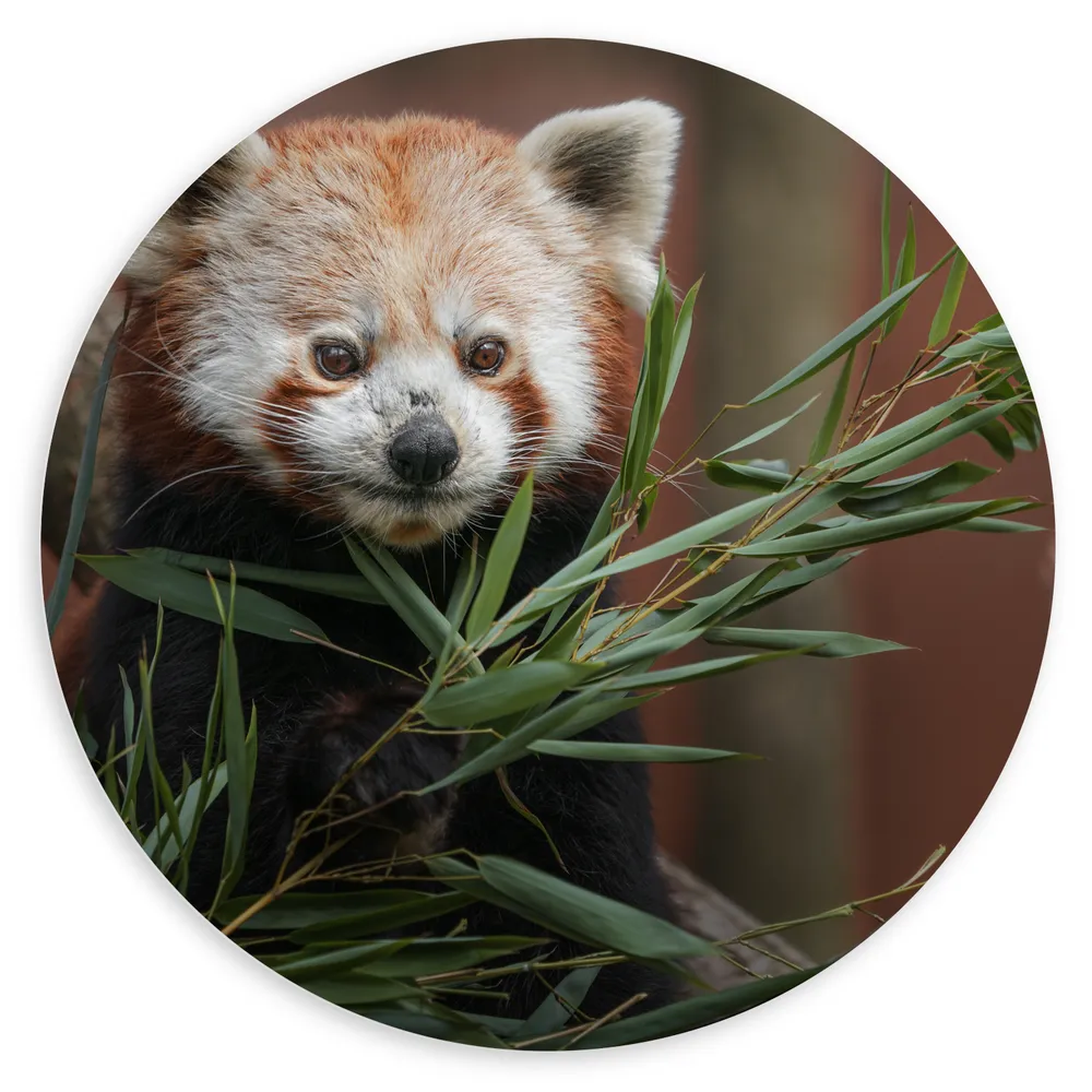 Dibond Muurcirkel - Rode Panda tussen de Bladeren op Boomstammen