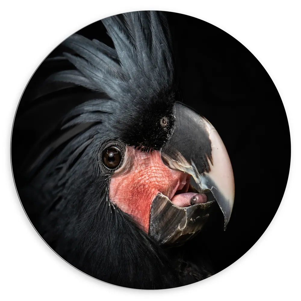 Dibond Muurcirkel - Zwartkleurige Kaketoe Vogel tegen Zwarte Achtergrond