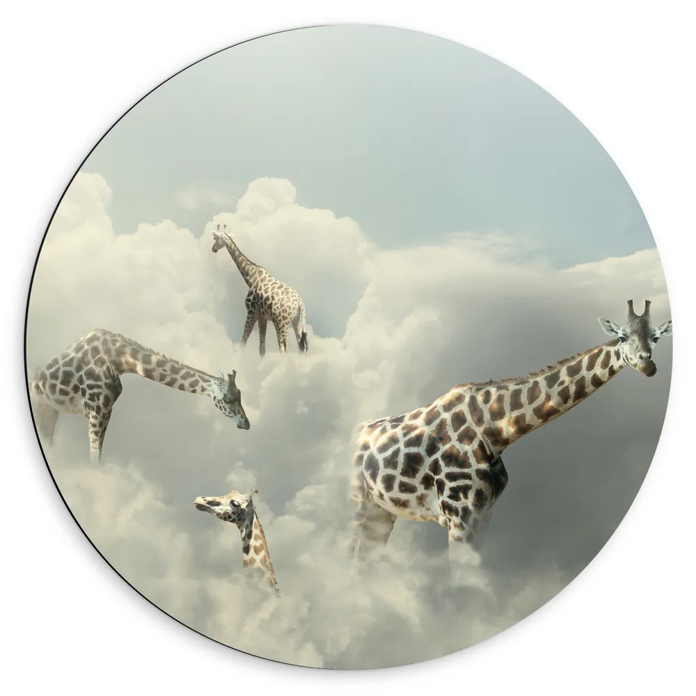 Dibond Muurcirkel - Giraffen met de Hoofden in de Wolken