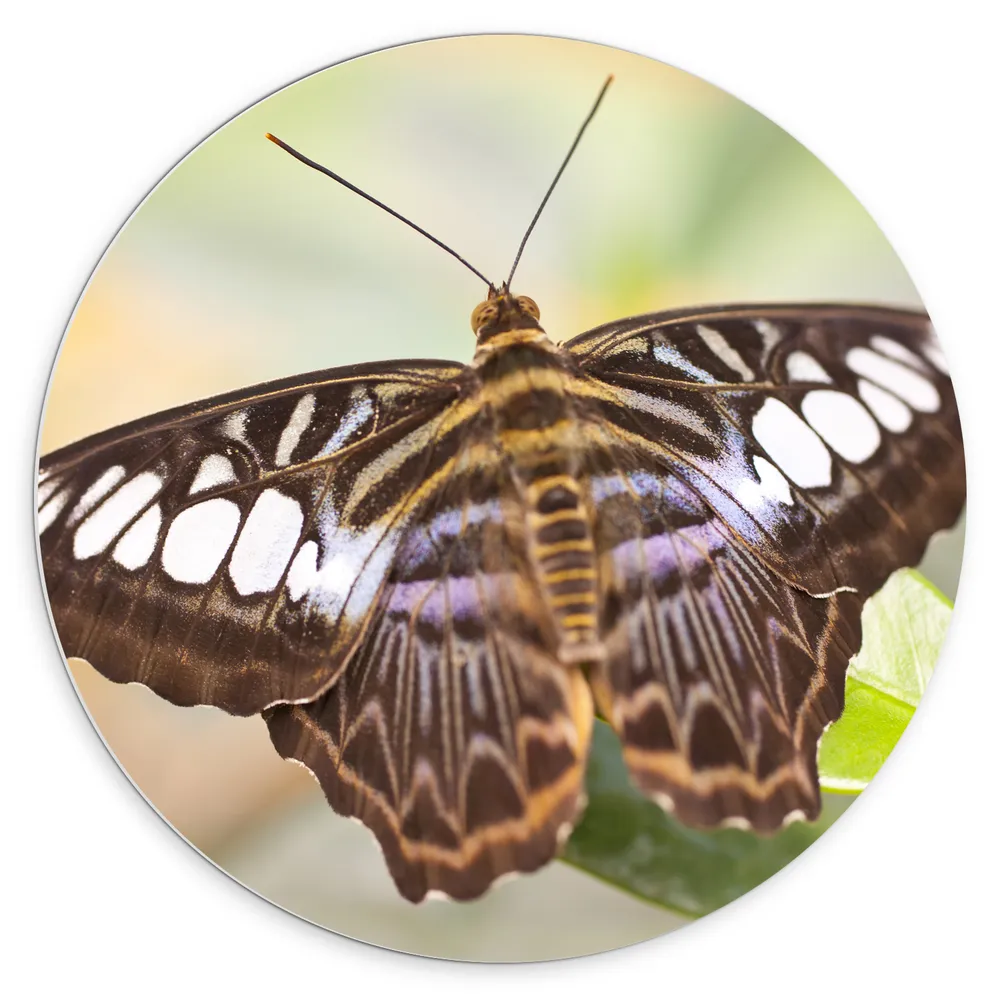 Dibond Muurcirkel - Close-up van Parthenos Sylvia Bruine Vlinder