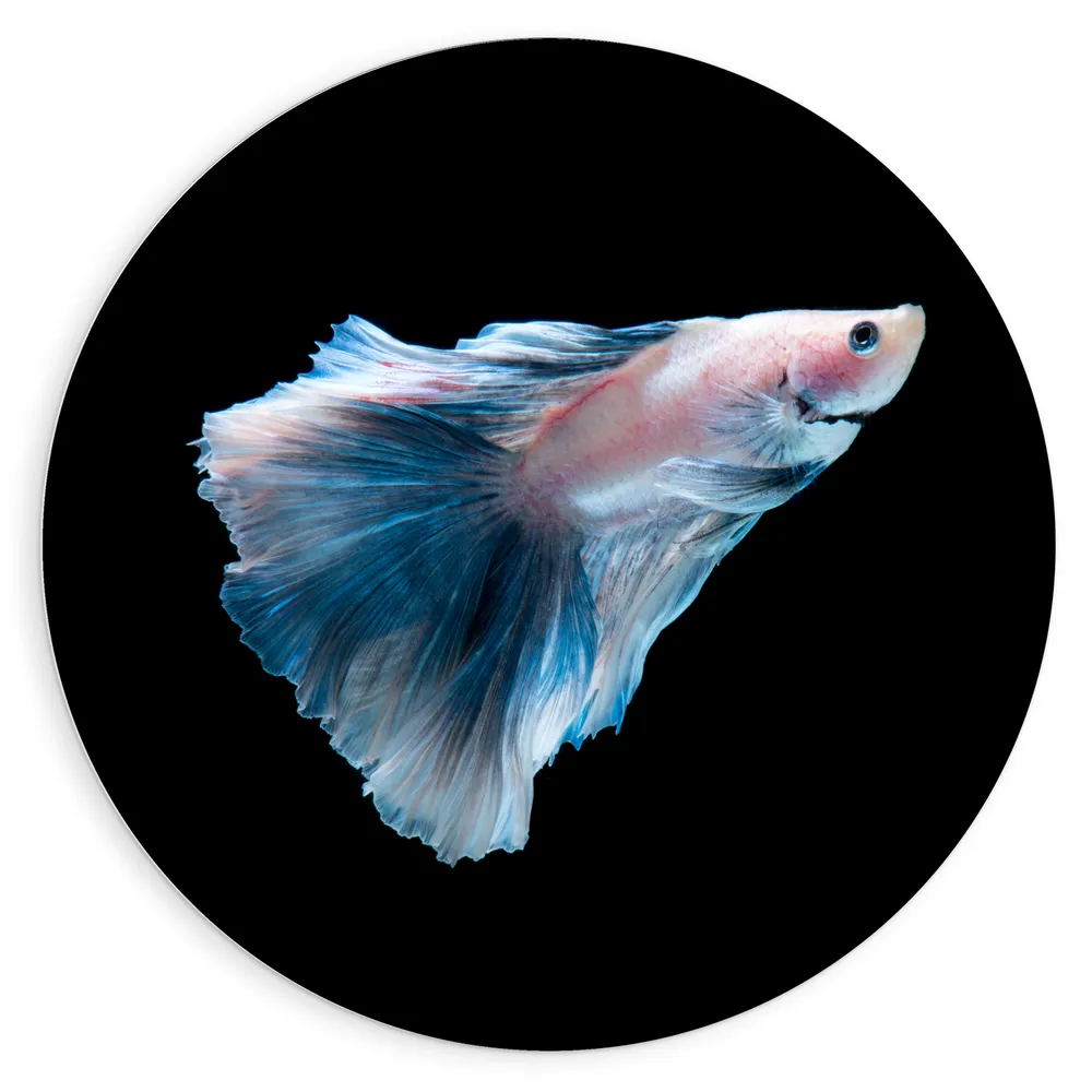Dibond Muurcirkel - Blauw met Roze Siamese Kempvis tegen Zwarte Achtergrond