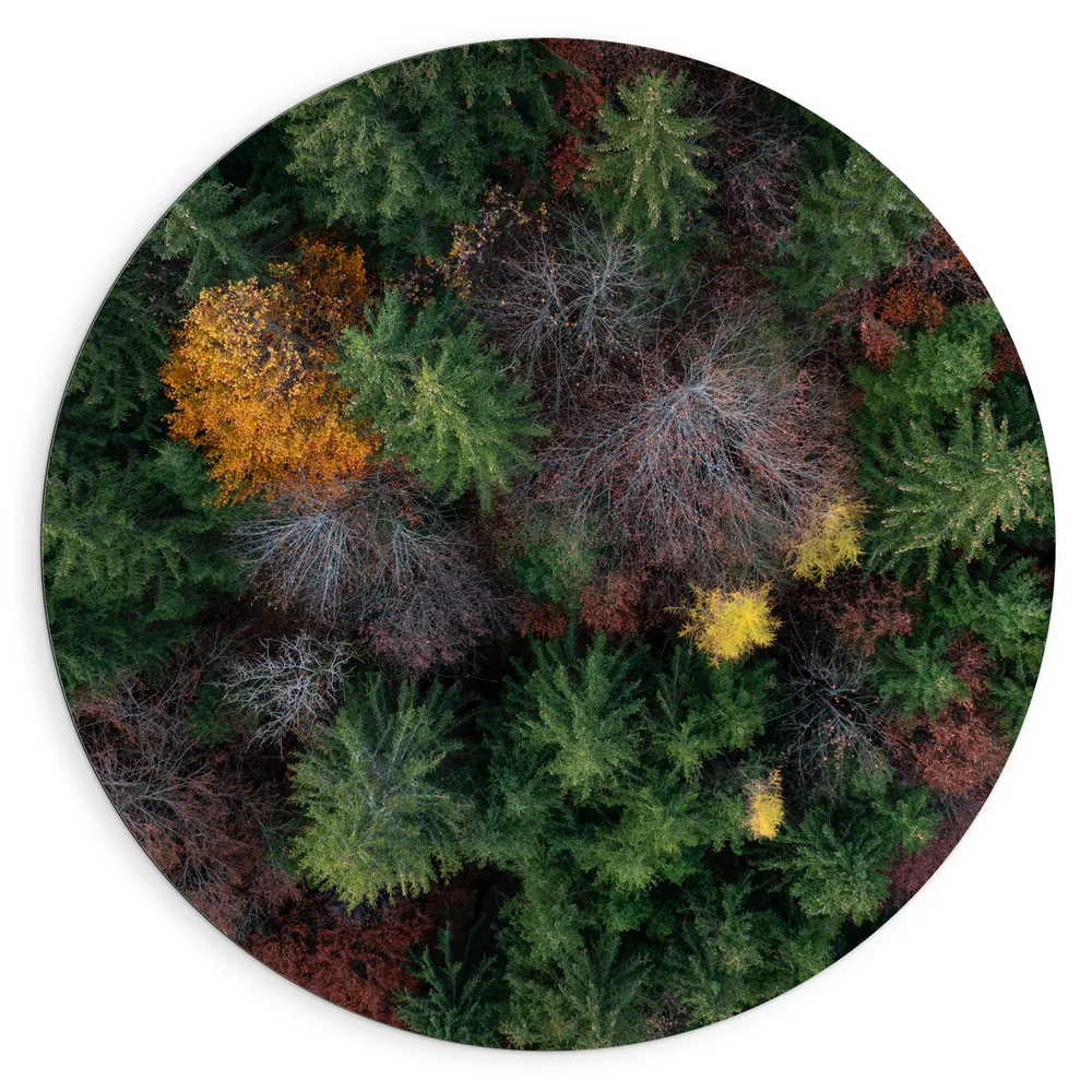 Dibond Muurcirkel - Bovenaanzicht van Coniferen Bomen in Verschillende Kleuren