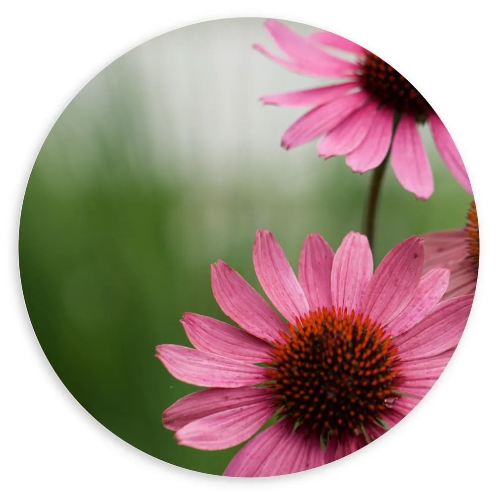 Dibond Muurcirkel - Trio Roze Bloemen