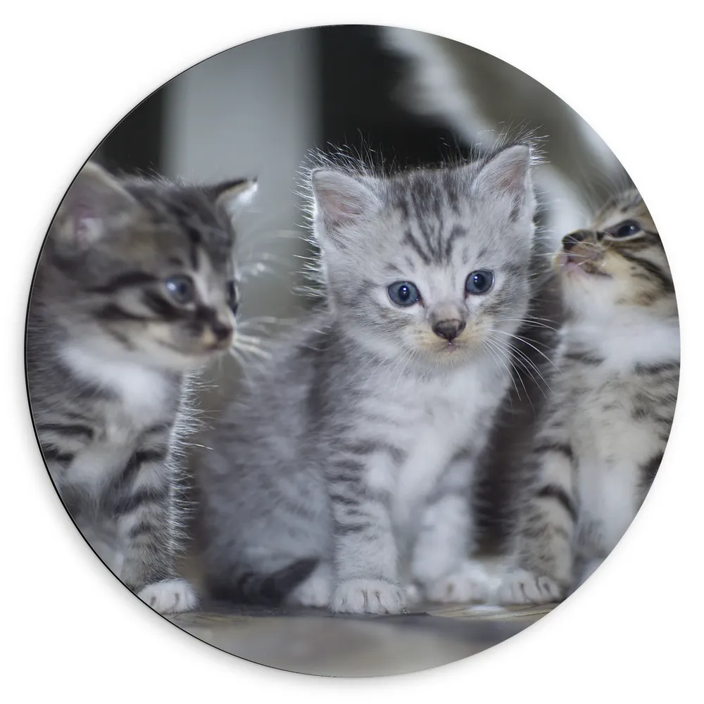 Dibond Muurcirkel - Drie kittens met blauwe ogen zitten op een rijtje