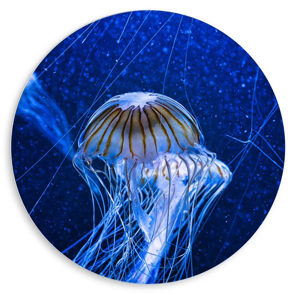 Dibond Muurcirkel - Wit met Bruine Kwallen Zwemmend in Aquarium