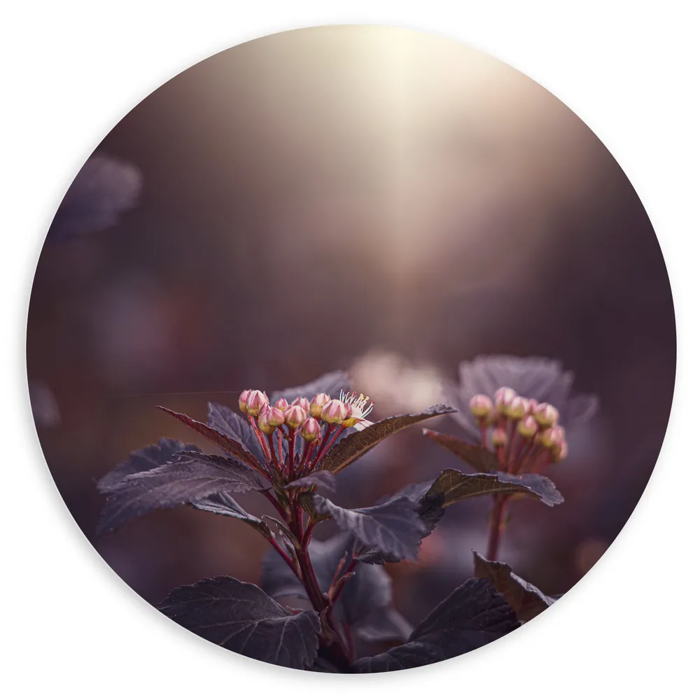 Dibond Muurcirkel - Paarse Physocarpos Bloemen met Zonlicht erop Schijnend