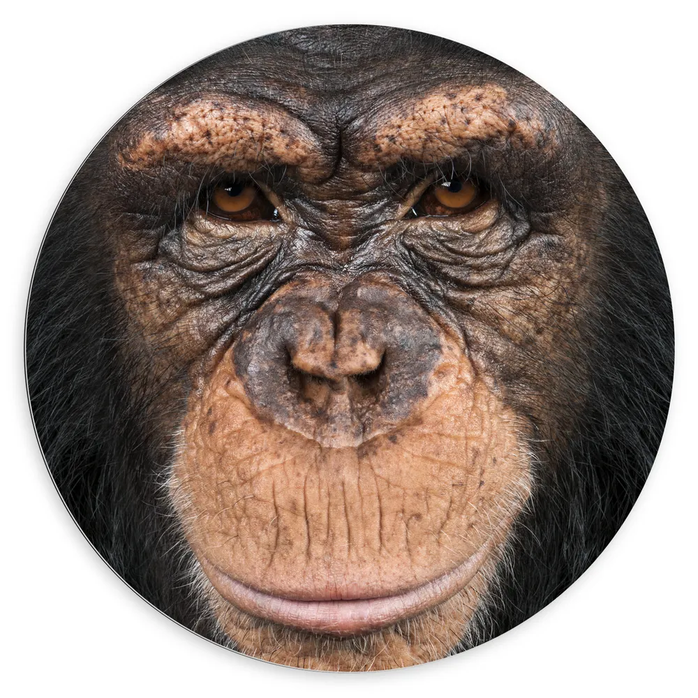 Dibond Muurcirkel - Portretfoto van Kop van Booskijkende Chimpansee