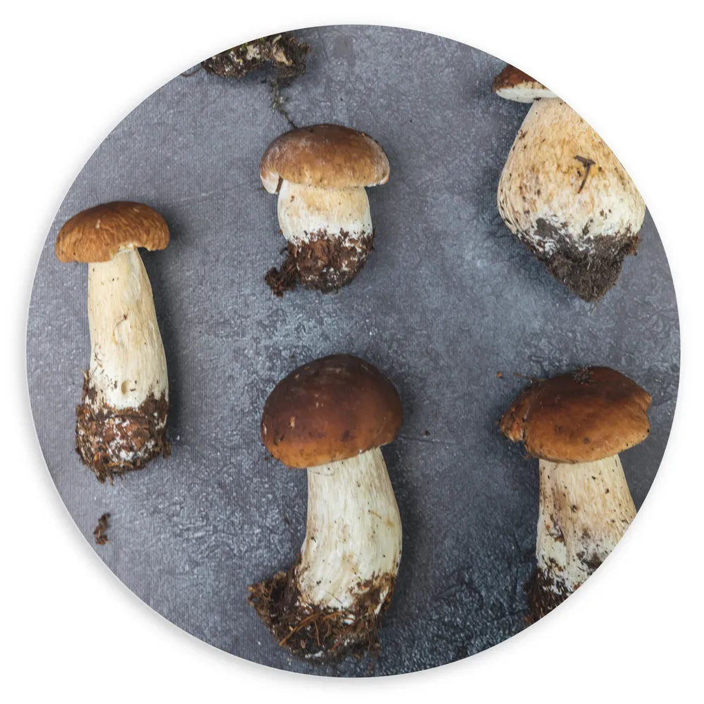 Dibond Muurcirkel - Verse Paddenstoelen uit het Veld
