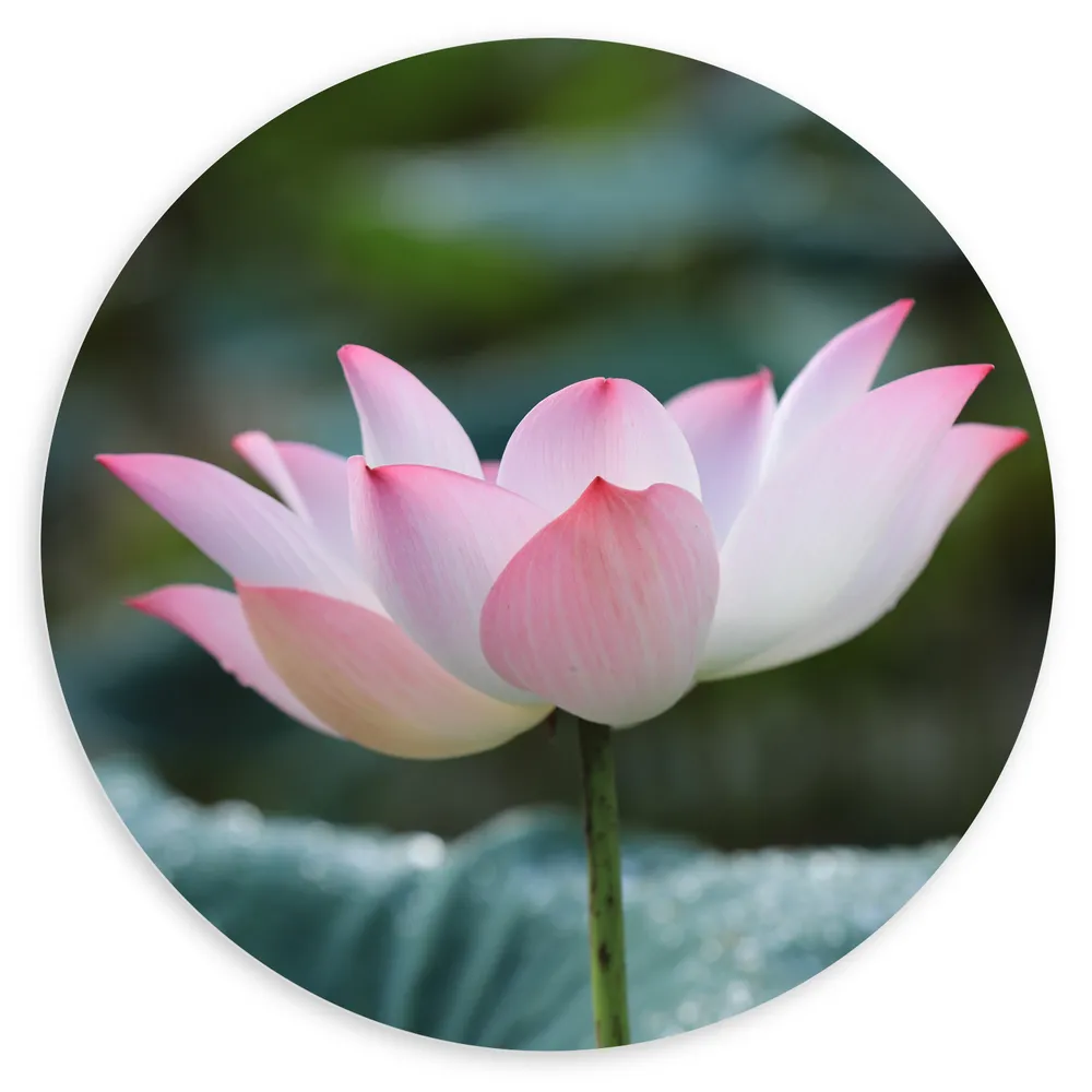 Dibond Muurcirkel - Wit met Roze Lotus Bloem Voor Donker Groene Bladeren