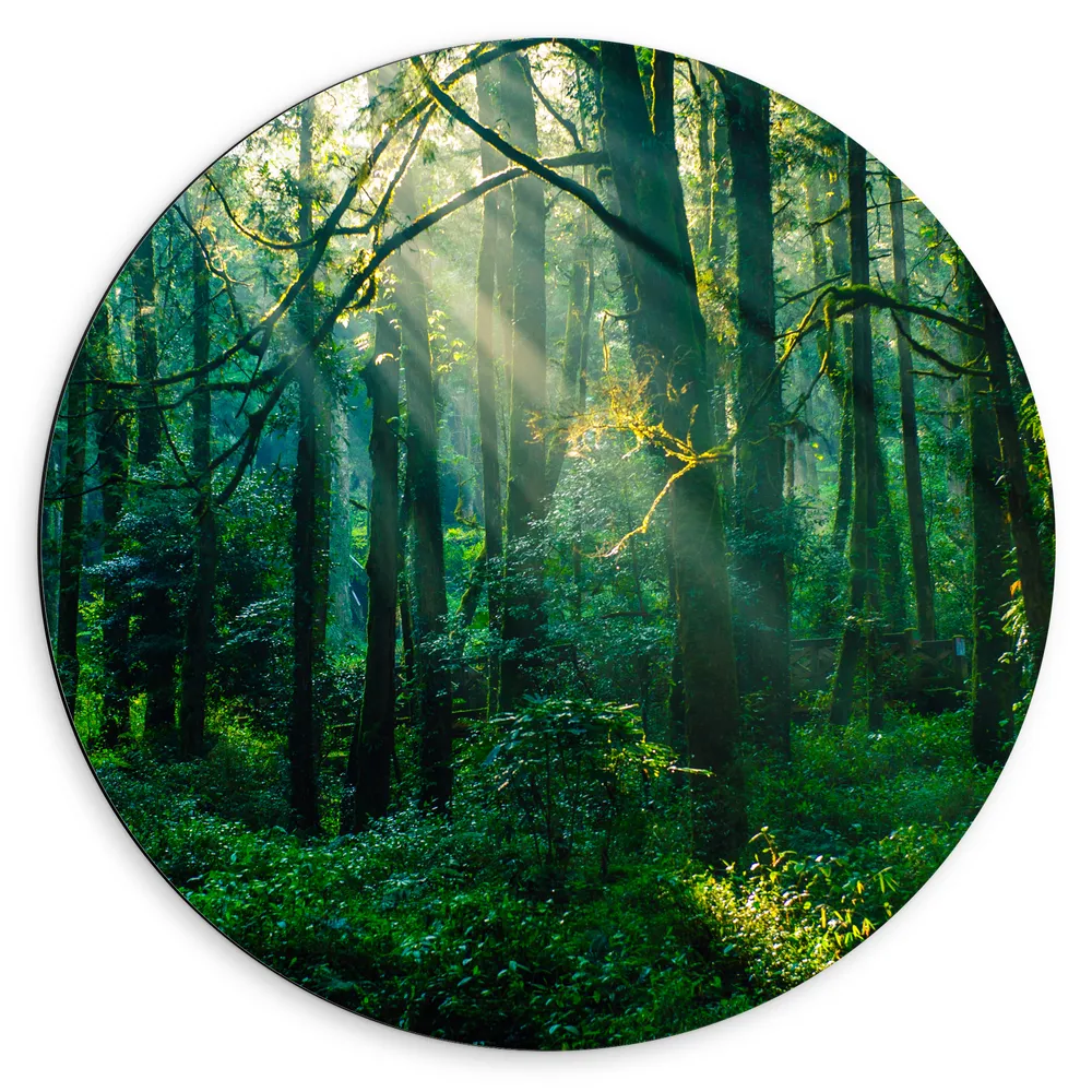 Dibond Muurcirkel - Stralen van de Zon door Bomen in Groenkleurig Bos