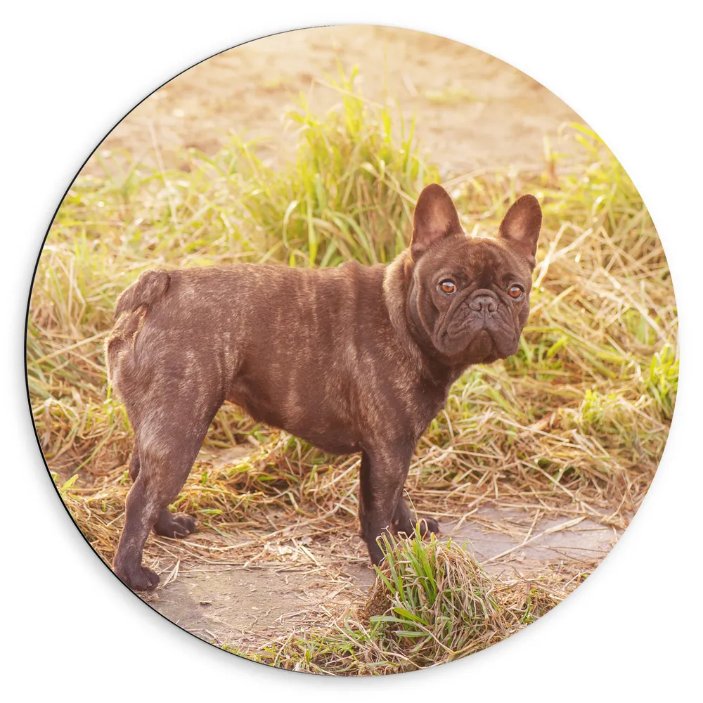 Dibond Muurcirkel - Franse Bulldog Hond op Bospad