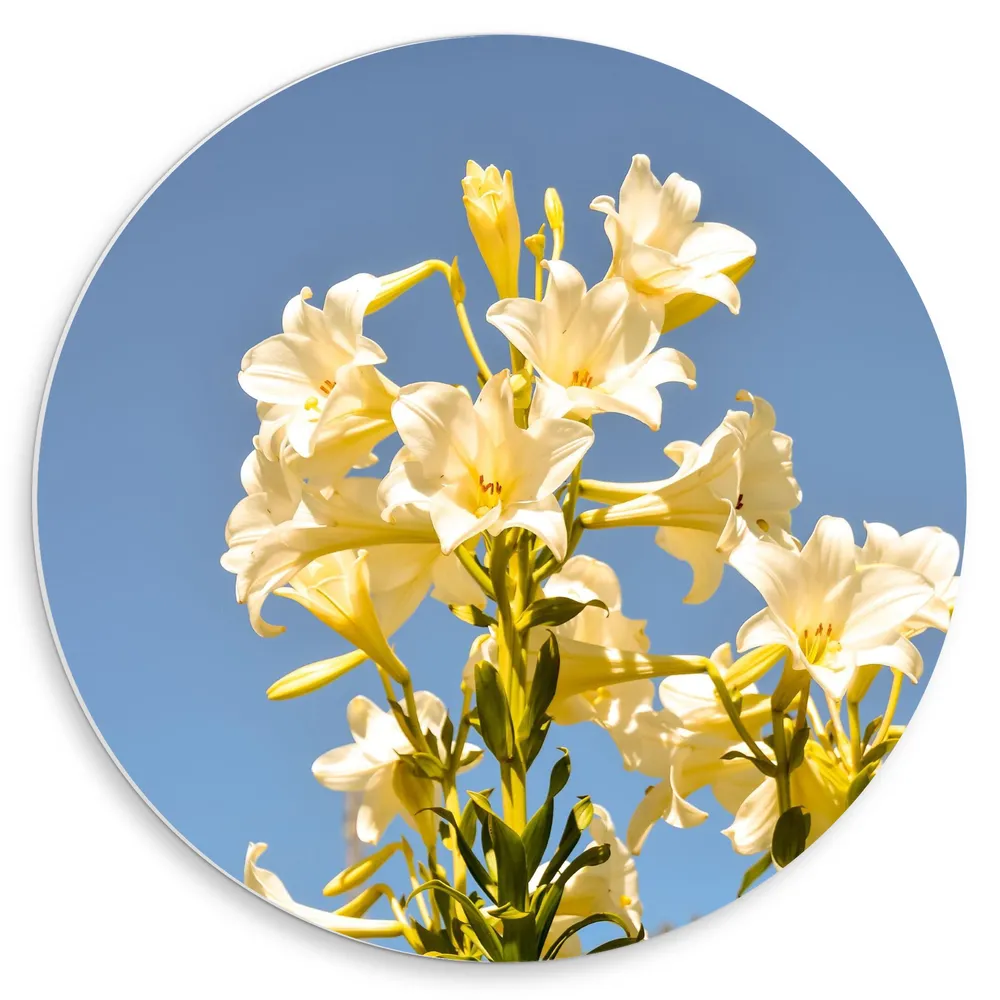 Dibond Muurcirkel - Witte Graflelie Bloemen voor Heldere Lucht als Achtergrond