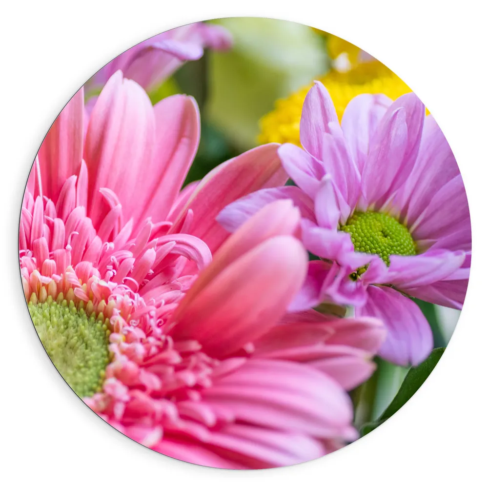 Dibond Muurcirkel - Close-up van Gekleurde Roze Bloemen