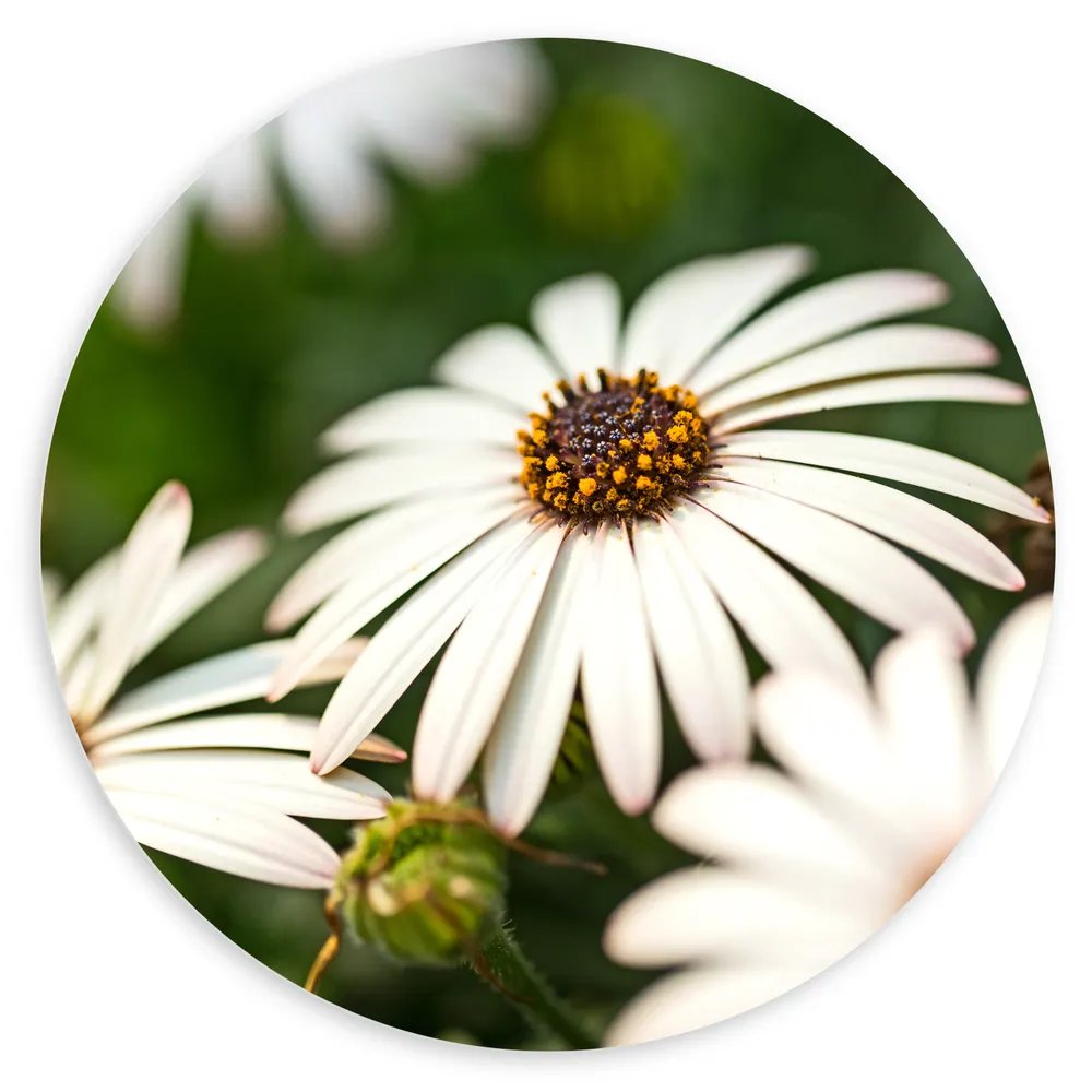 Dibond Muurcirkel - Witte Madeliefjes met Donkere Binnenkant - Bloemen