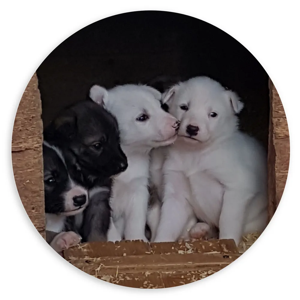 Dibond Muurcirkel - Nestje Witte en Zwarte Puppy's
