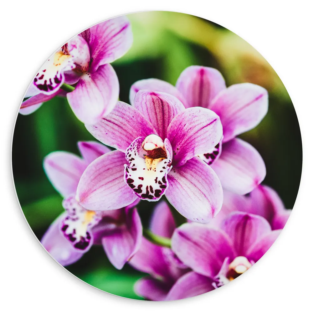 Dibond Muurcirkel - Close-up van Roze Orchideeën aan Plant