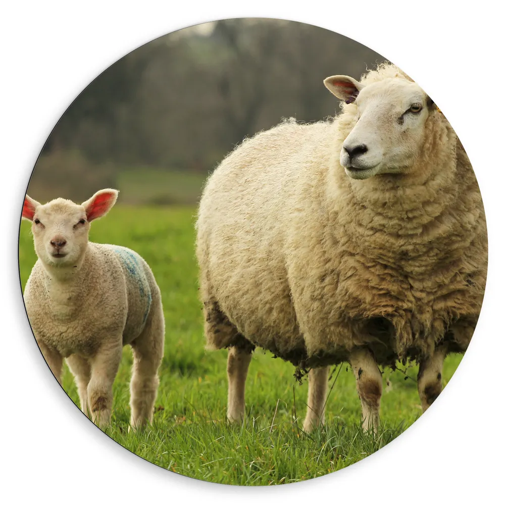 Dibond Muurcirkel - Schaap en lammetje in weiland staan langs elkaar