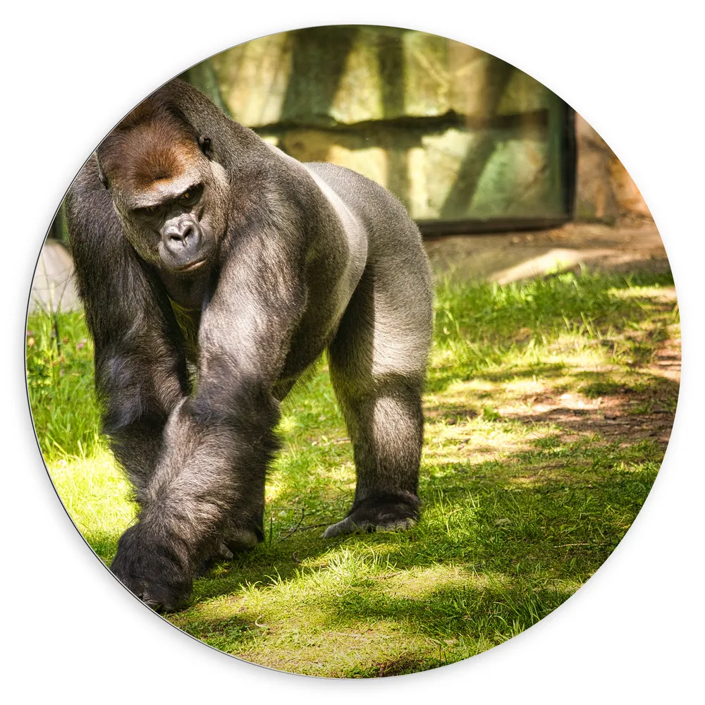 Dibond Muurcirkel - Gorilla loopt rond in de dierentuin