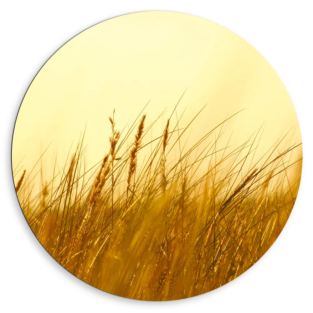 Dibond Muurcirkel - Hoge Grassen onder Oranjekleurige Lucht