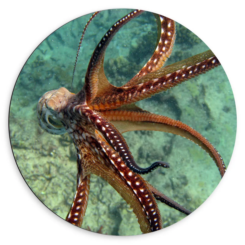 Dibond Muurcirkel - Bruine octopus zwemt door de zee heen