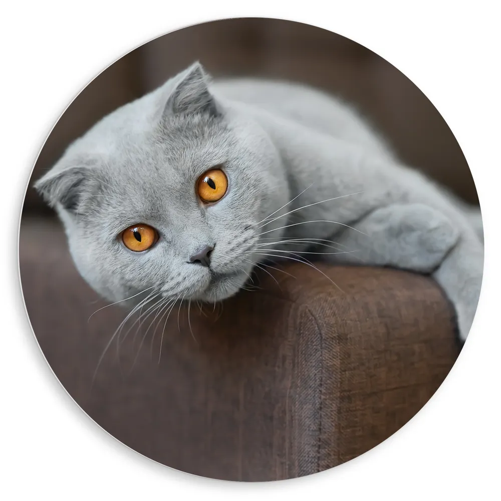 Dibond Muurcirkel - Grijze Scottish Fold Kat met Oranje Ogen Gestrekt op Bank