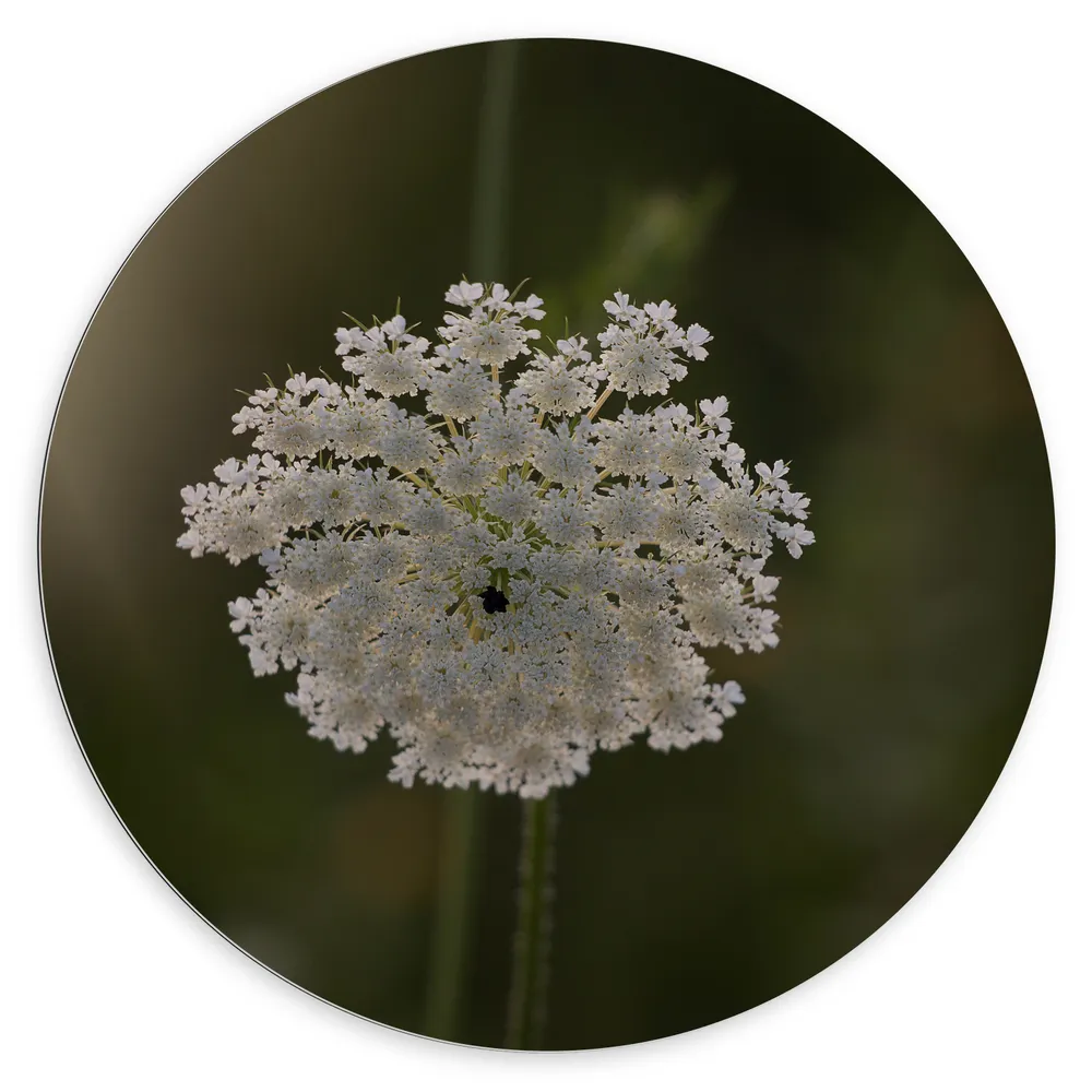 Dibond Muurcirkel - Witte Daucus Carota Bloem met Donkere Achtergrond