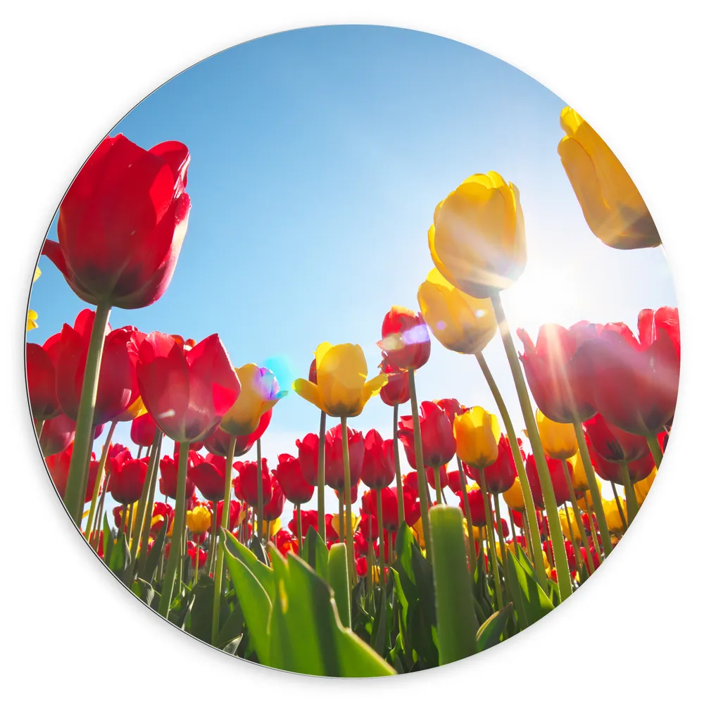 Dibond Muurcirkel - Zonnestralen Vallend op Bloemenveld Vol Rode en Gele Bloemen
