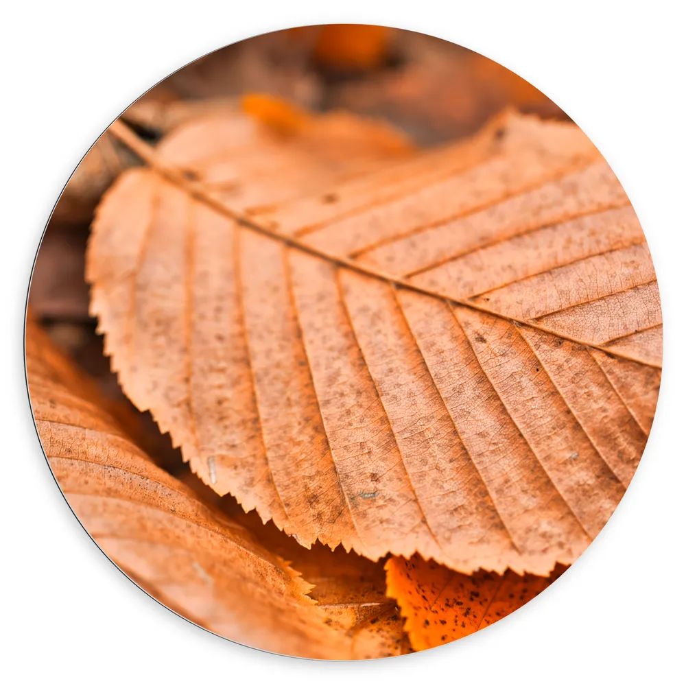 Dibond Muurcirkel - Bruin Herfstblad