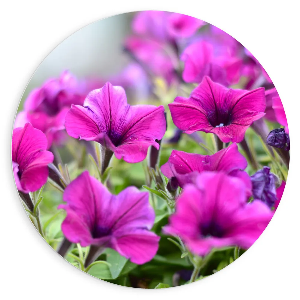 Dibond Muurcirkel - Groep Roze Petunia Bloemen