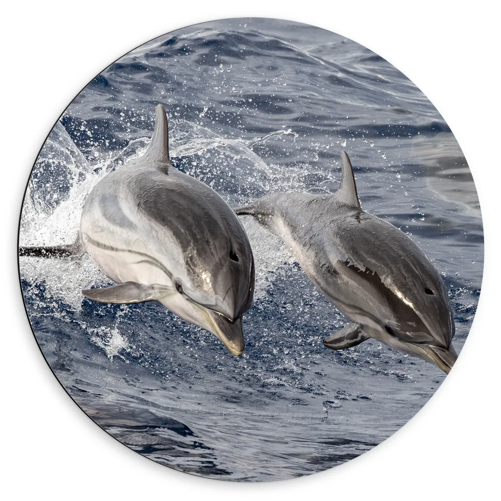 Dibond Muurcirkel - Duo van Gelukkige Dolfijnen op Zee