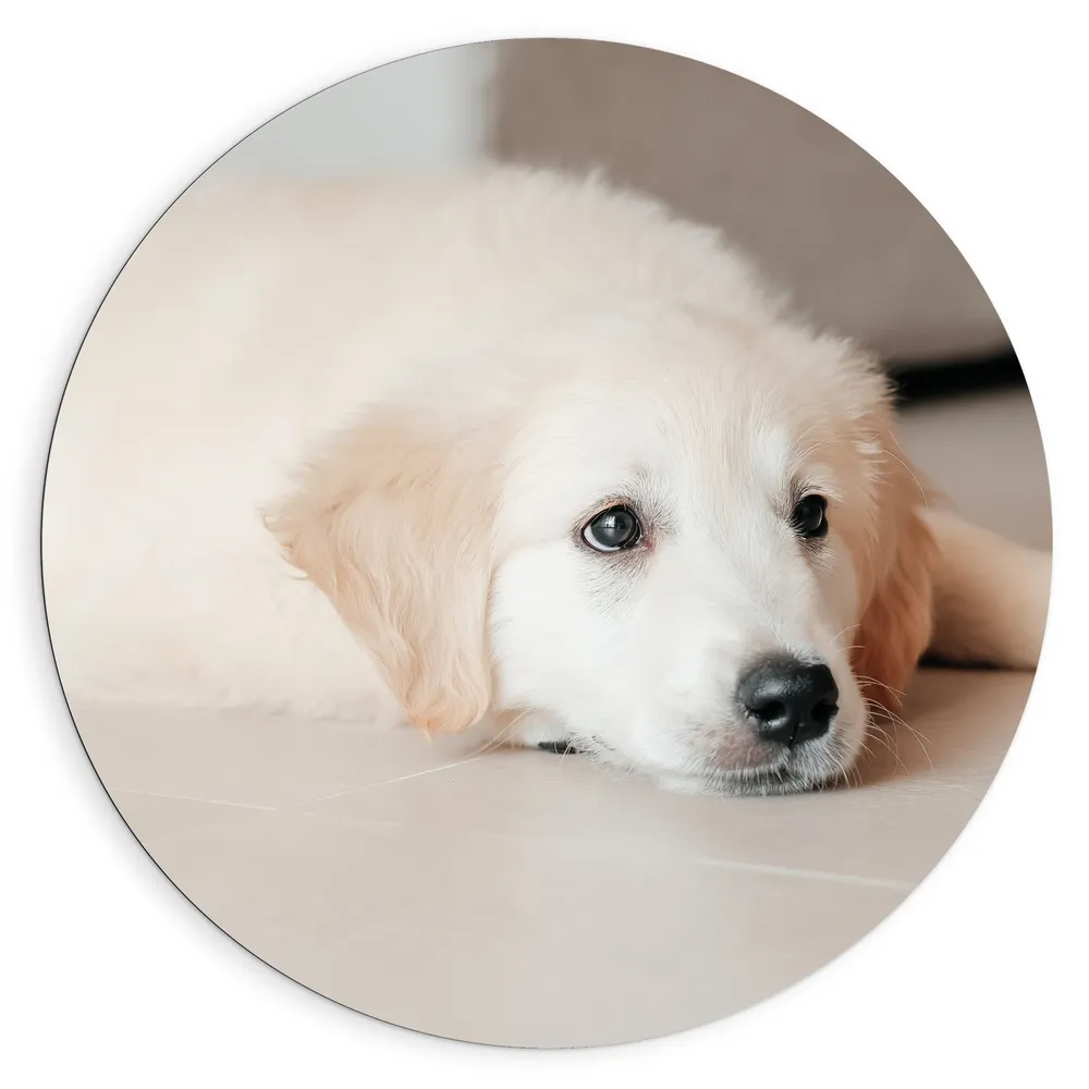 Dibond Muurcirkel - Liggende Golden Retriever Puppy op de Vloer