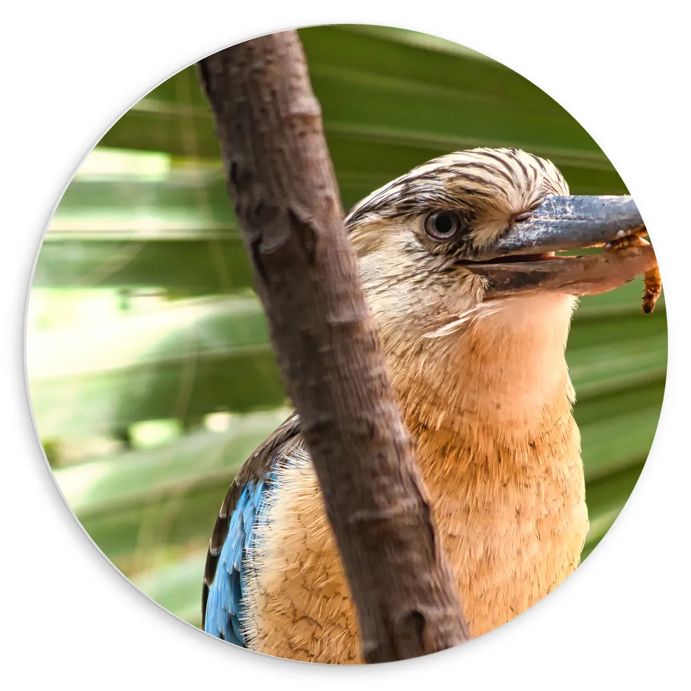 Dibond Muurcirkel - Opzijkijkende Lachende Blauwvleugelkookaburra Vogel met Worm in Mond