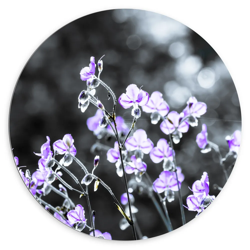 Dibond Muurcirkel - Wazige Lila met Witte Bloemen in een Bloemen Veld