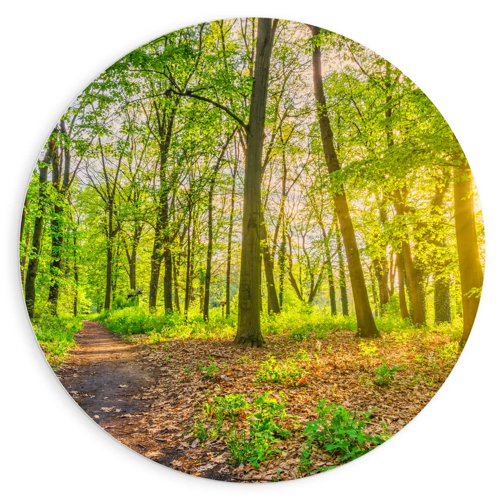Dibond Muurcirkel - Looppad door het Groene Bos met Zonnestralen