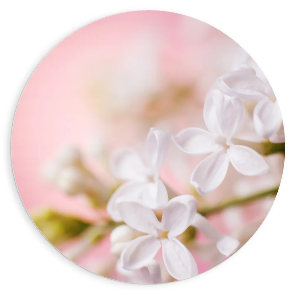 Dibond Muurcirkel - Witte Bloem met Roze Achtergrond