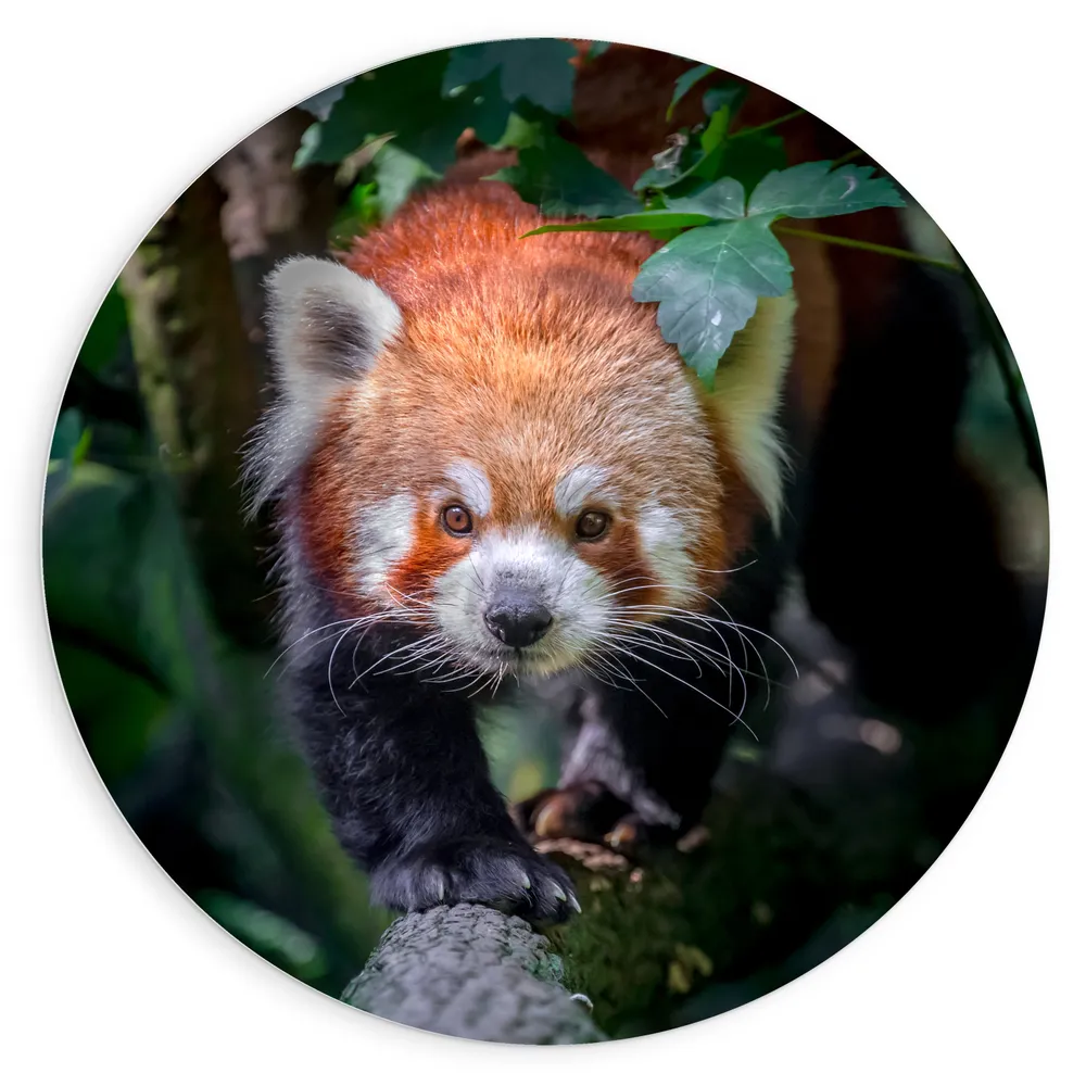 Dibond Muurcirkel - Sluipende Rode Panda op Smalle Boomstam