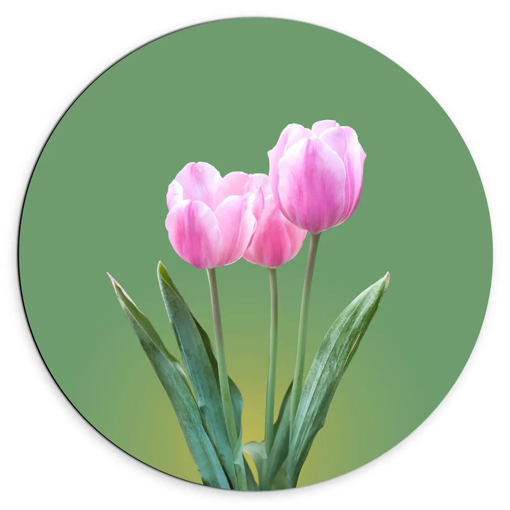 Dibond Muurcirkel - Roze Tulpen met Groene Achtergrond