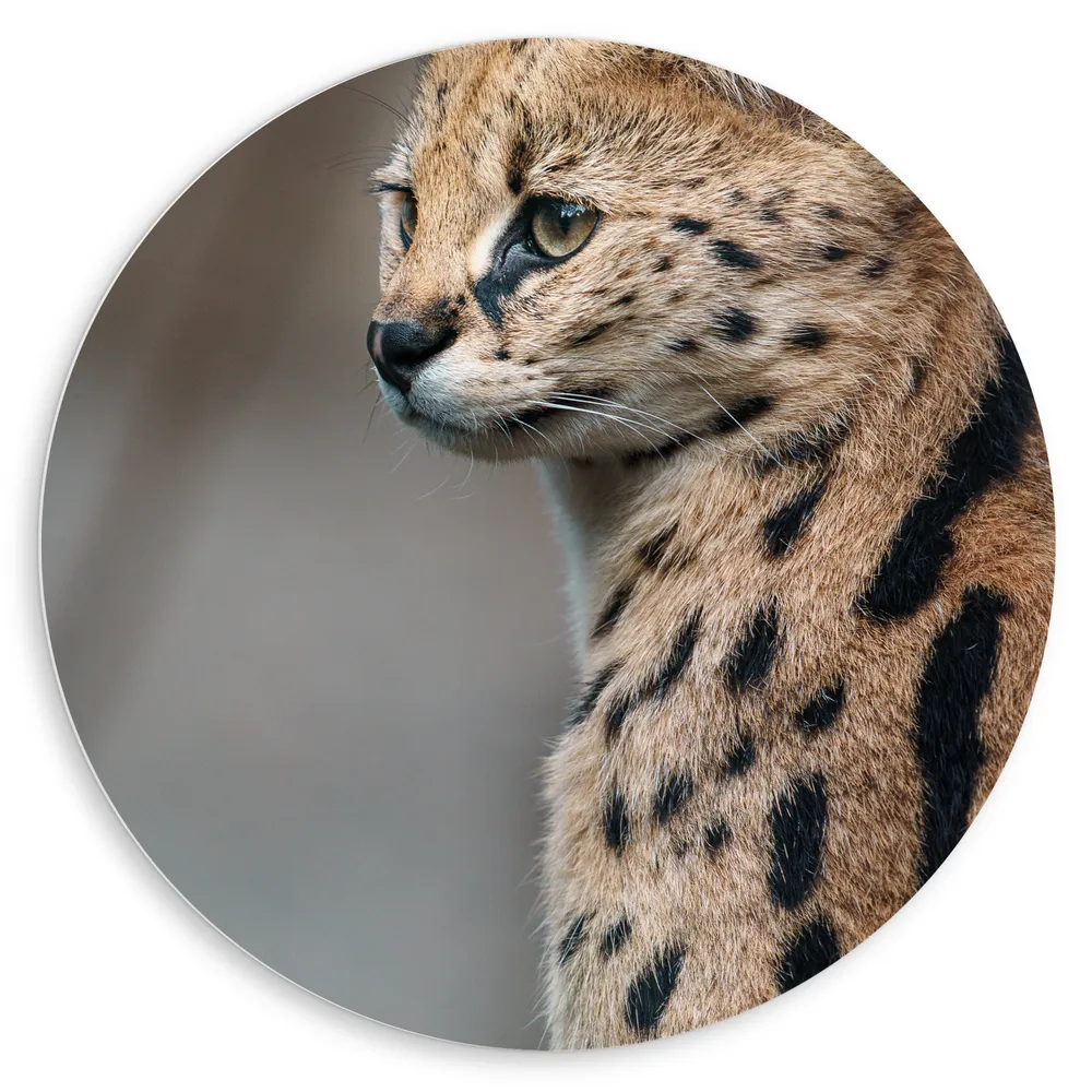 Dibond Muurcirkel - Opzijkijkende Serval Katachtige