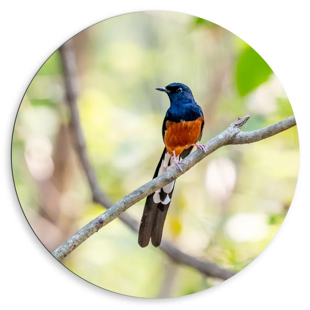 Dibond Muurcirkel - Blauw met Oranje Shamalijster Vogel zittend op Kleine Tak van Boom