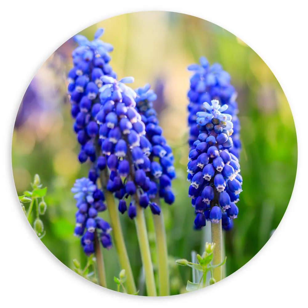 Dibond Muurcirkel - Groepje Blauwe Hyacinten in het Veld