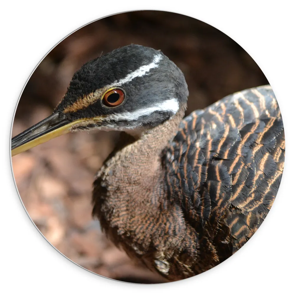 Dibond Muurcirkel - Zonneral Vogel Opzijkijkend tussen Bruine Stenen