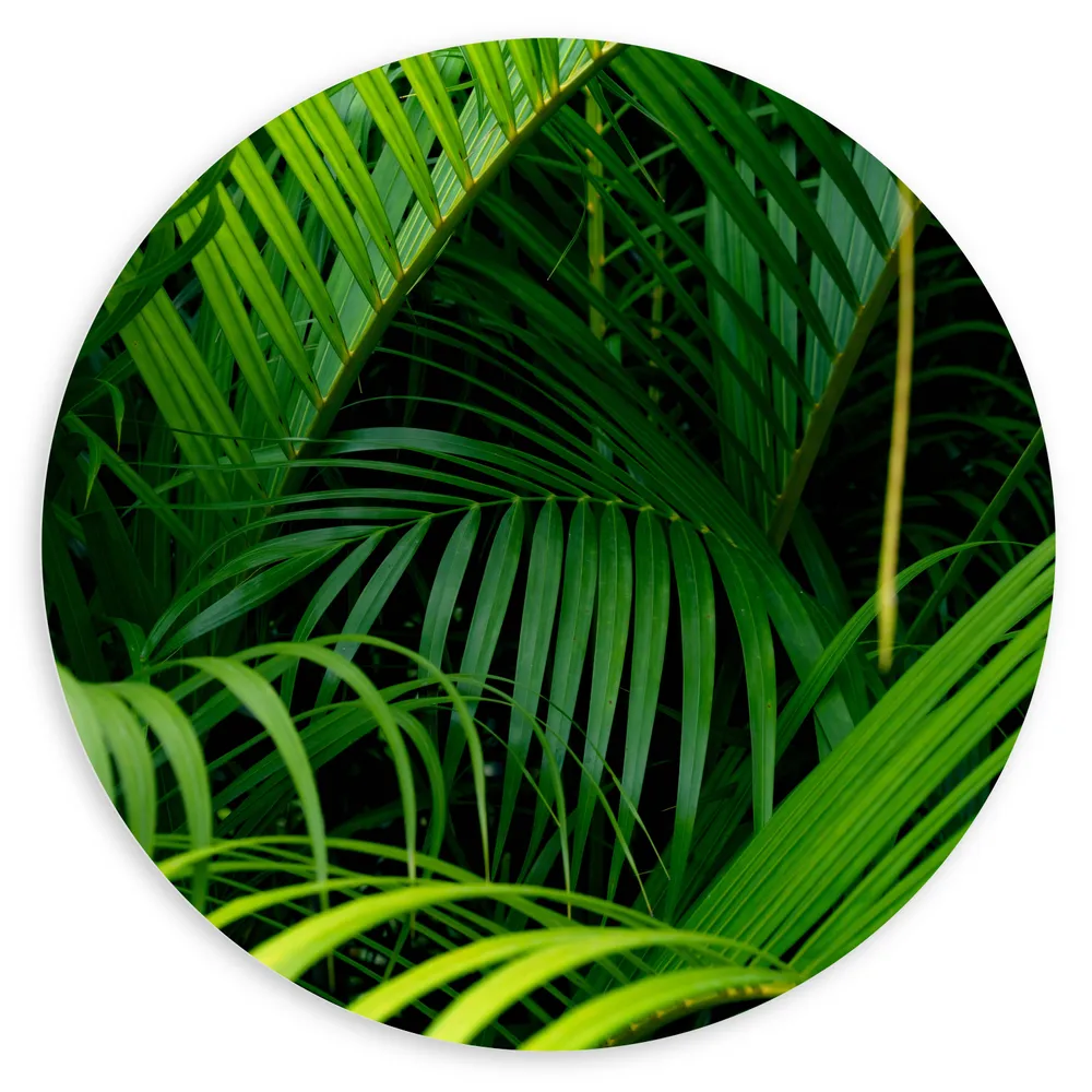 Dibond Muurcirkel - Dichtbegroeide Smalle Groene Palmbladeren