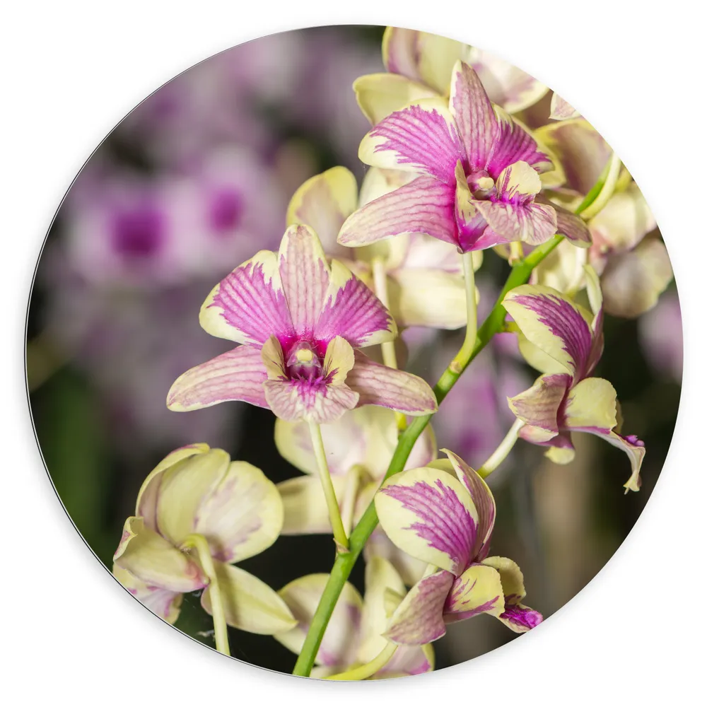 Dibond Muurcirkel - Paars met groene orchidee bloemen met andere orchidee bloemen op de achtergrond