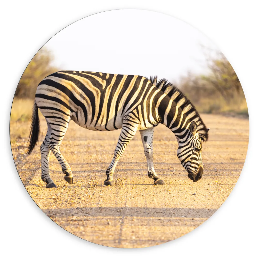 Dibond Muurcirkel - Zijaanzicht van Overstekende Zebra