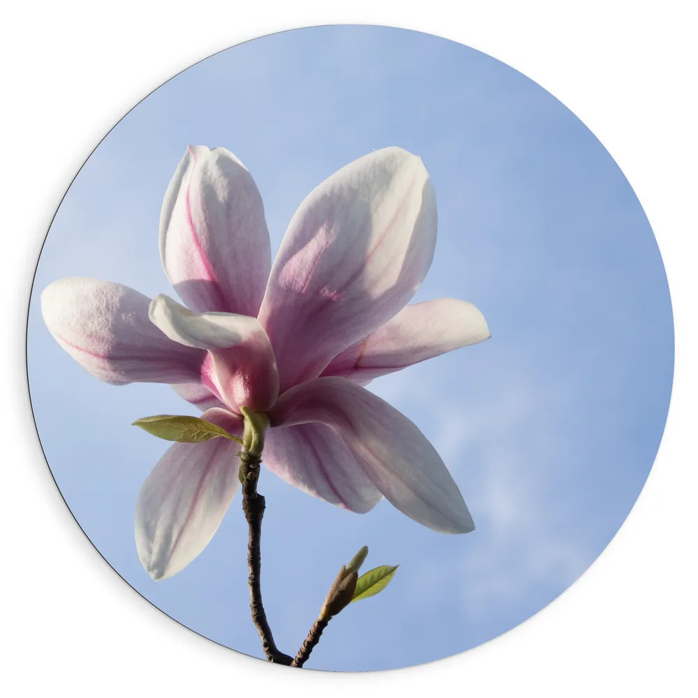 Dibond Muurcirkel - Roze met Witte Magnolia Bloem Bloeiend onder Blauwe Lucht