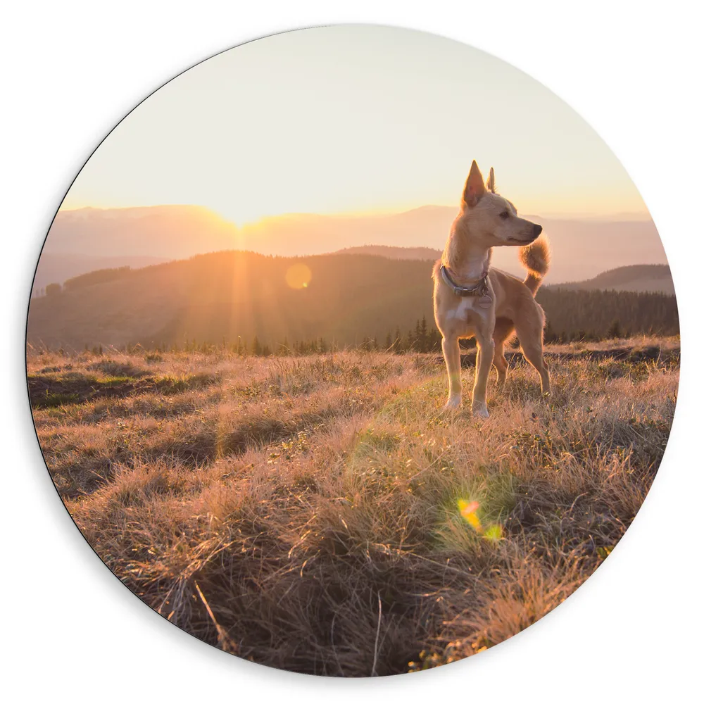 Dibond Muurcirkel - Bruine Hond op de Top van de Berg bij Zonsondergang